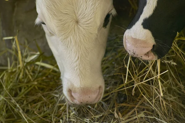 Vacas Establo Dentro Cerca Para Producción Carne — Foto de Stock