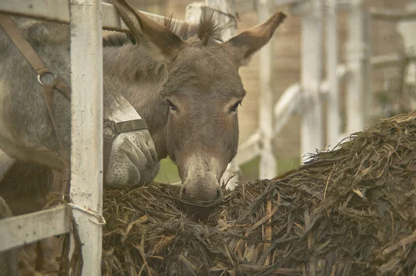 İtalya 'da bir çiftliğin içindeki muhafazada gri bir eşek.