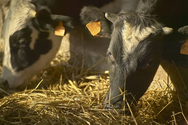 Vacas Establo Dentro Cerca Para Producción Carne — Foto de Stock