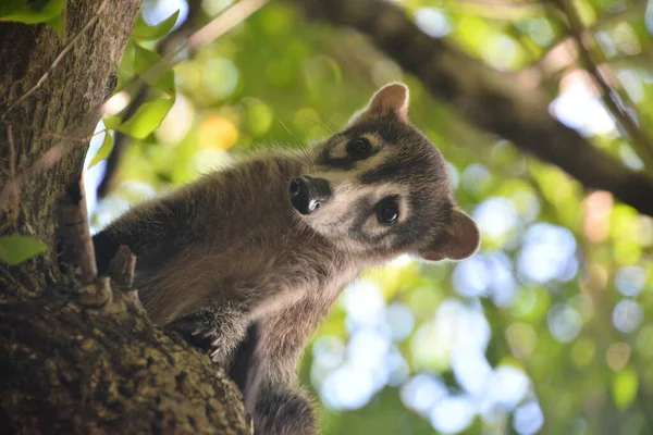 Kis Példány Coati Mászik Fák Trópusi Erdőben — Stock Fotó