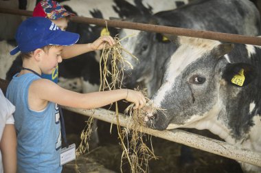 GAVELLO, İTALYA 23 Mart 2020: Çiftlikteki ineklerle temas halinde olan çocuklar
