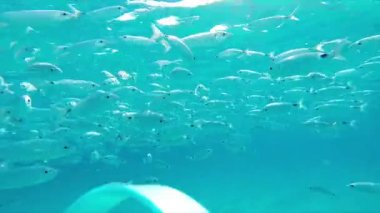 Sardunya 'da denizin şeffaf sularında balıklar yüzer.