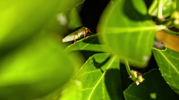 Bedbug on the leaf 3 — Stock Video