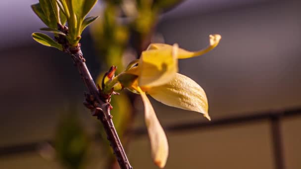 Κίτρινο λουλούδι που κινείται από τον άνεμο — Αρχείο Βίντεο