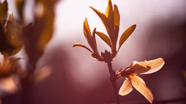 Flor amarilla movida por el viento 2 — Vídeos de Stock