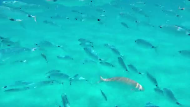 Los peces nadan en el agua transparente del mar en Cerdeña 2 — Vídeo de stock