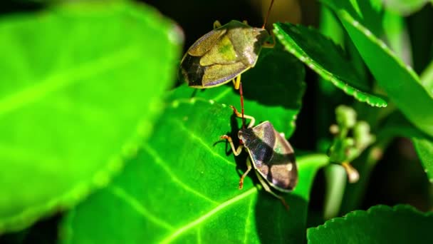 Bedbug on the leaf — Stock Video