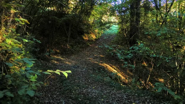 Pfad im Wald — Stockfoto