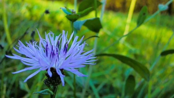 Purple flower in the meadow 2