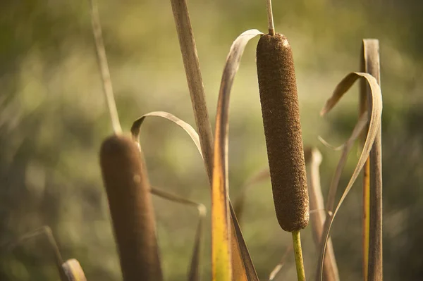 Detalle Una Planta Typha Latifolia Una Planta Típica Norte Italia — Foto de Stock