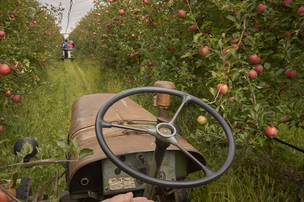 Agricultural tractor in the orchard during a work day