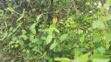 Bir bahçeye yakın çekim. Yüksek kaliteli görüntüler