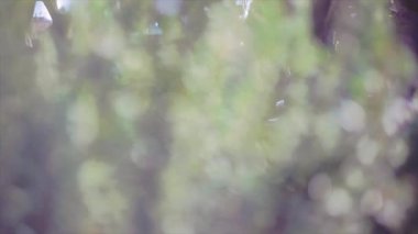 İlkbahar zamanı biberiye bitkisi ayrıntıları, seçici odak ile çekilen görüntüler