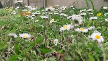 Çiçek bahçesine yakın çekim. Yüksek kaliteli görüntüler