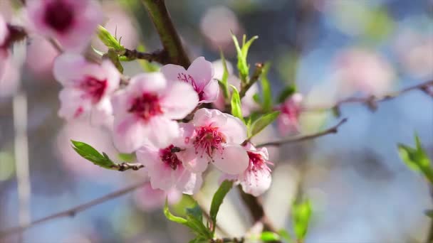 春の桃の花の詳細 選択的な焦点を当てた映像 — ストック動画