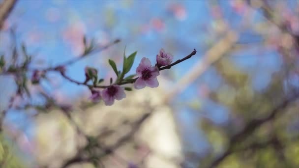 Bahar Ayrıntılarında Şeftali Çiçeği Seçici Odaklı Görüntüler — Stok video