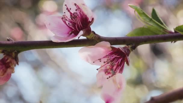 Pfirsichblüte Frühjahrsdetail Filmmaterial Mit Selektivem Fokus — Stockvideo