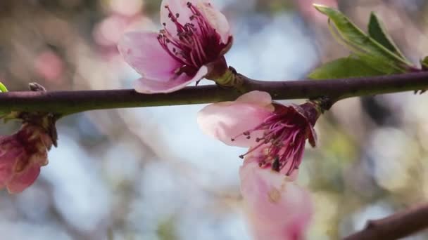 Broskvový Květ Jarních Detailech Záběry Selektivním Zaměřením — Stock video
