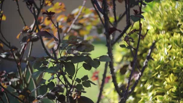 蔷薇叶细部 选择性聚焦镜头 — 图库视频影像