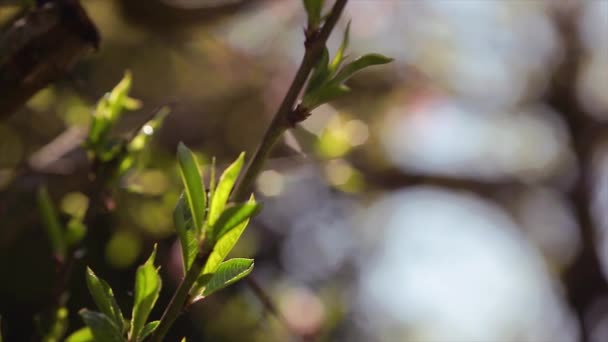 春の桃の木の葉 選択的な焦点映像 — ストック動画