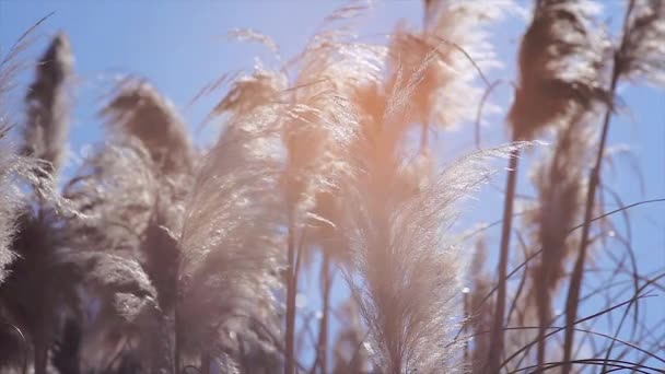 Pampas Gräs Detalj Växt Som Skapar Fjäderdräkt Toppen — Stockvideo