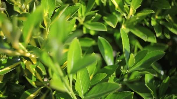 Un gros plan d'une texture de feuillage vert. Images de haute qualité 