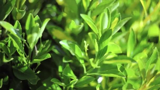 Un gros plan d'une texture de feuillage vert. Images de haute qualité 