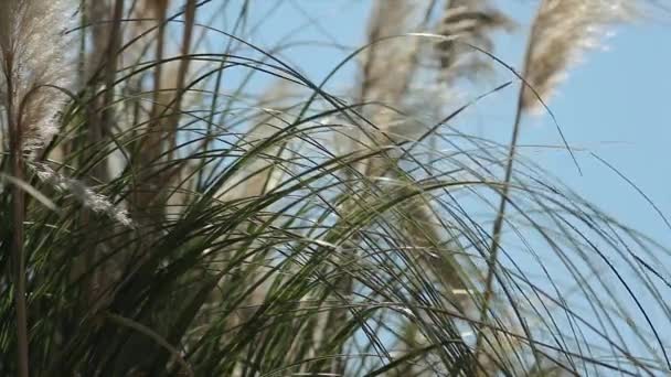 Pampas Détail Herbe Une Plante Qui Crée Plumage Sur Dessus — Video