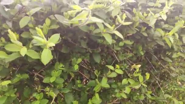 Bir Bahçeye Yakın Çekim Yüksek Kaliteli Görüntüler — Stok video