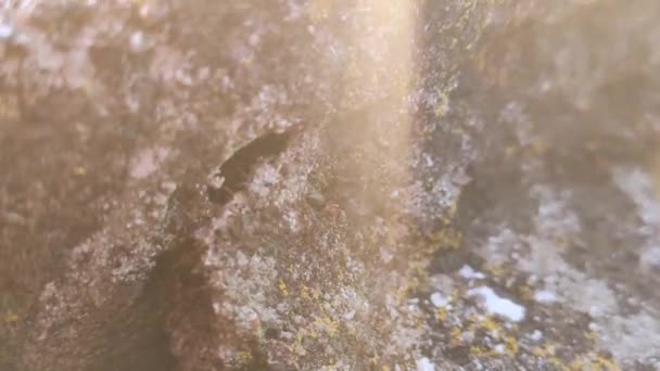 Ants Rock Detail Footage Taken Macro Lens — Stock Video