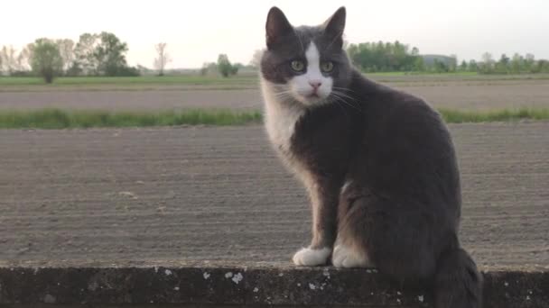 Χαριτωμένο Γκρι Γάτα Στον Τοίχο Στο Ηλιοβασίλεμα — Αρχείο Βίντεο