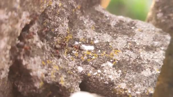 Formigas Detalhe Rocha Imagens Tiradas Com Lente Macro — Vídeo de Stock