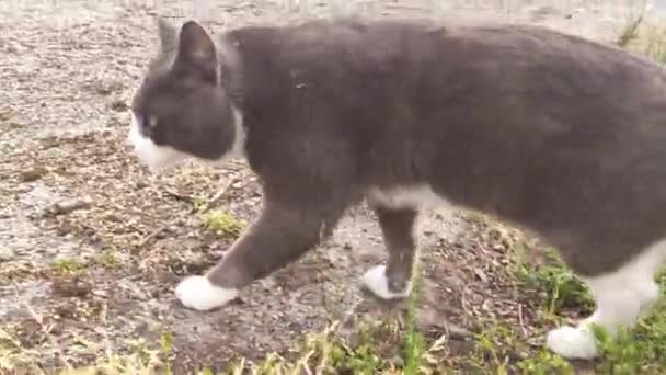 Gato Gris Blanco Camina Jardín — Vídeo de stock