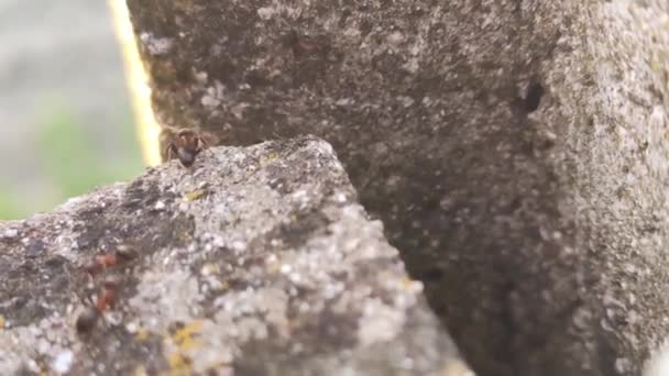 Ameisen Auf Dem Felsen Detail Aufnahmen Mit Makrolinse — Stockvideo