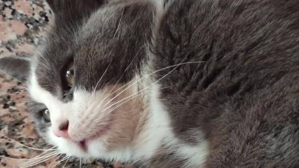 在房子的背景里爱抚那只灰色可爱的猫 高质量的镜头 — 图库视频影像