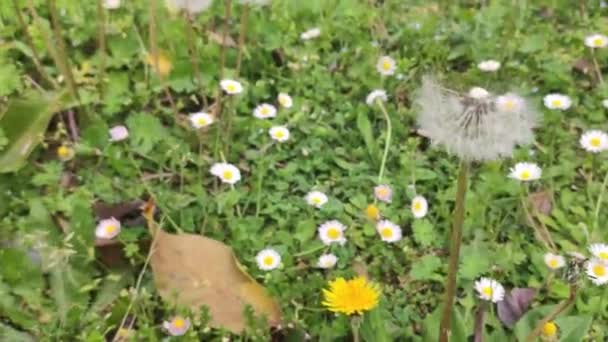 Ένα Κοντινό Κήπο Λουλούδια Υψηλής Ποιότητας Υλικό — Αρχείο Βίντεο
