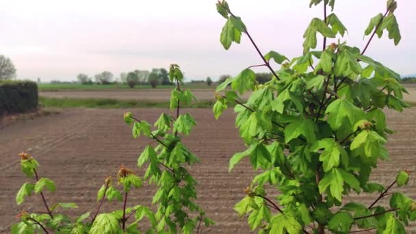 Panorama Agricolă Apusul Soarelui Copac Câmpuri Spatele — Videoclip de stoc