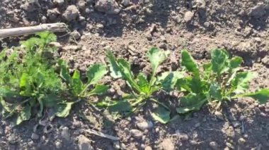 İtalya 'da tarlada şeker pancarı filizleri
