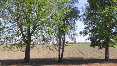 İlkbahar zamanı İtalya 'da ekinlerdeki ağaçlar