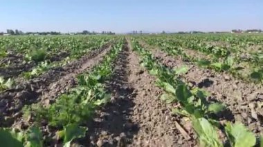 Baharda İtalya 'da şeker pancarı tarlası