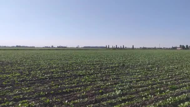 Growing Sugar Beet Growing Spring — Stock Video