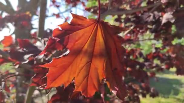 Folha Árvore Outono Fundo Natureza — Vídeo de Stock