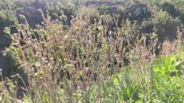 Vegetatie Gras Het Italiaanse Platteland — Stockvideo