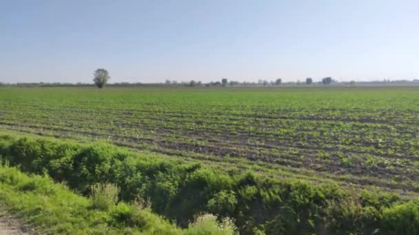 Suikerbietenteelt Italië Het Voorjaar — Stockvideo