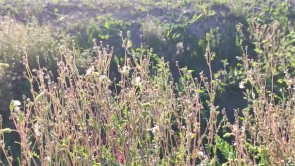 イタリアの田舎での植生と草 — ストック動画