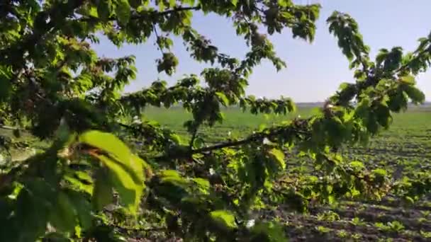 Takken Van Een Boom Het Italiaanse Platteland Bij Zonsondergang — Stockvideo