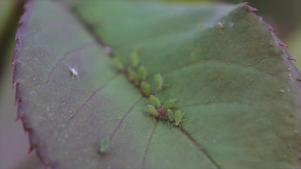 春に多数の葉物昆虫 — ストック動画