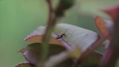 Karınca yaprakları yer, makro lens 3 ile çekilen görüntüler.