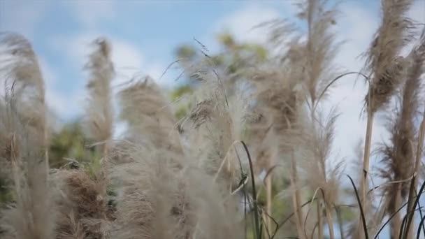 在蓝色的天空下 花园里的潘帕斯草的细部 — 图库视频影像