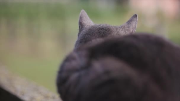 背景がぼやけている猫 — ストック動画